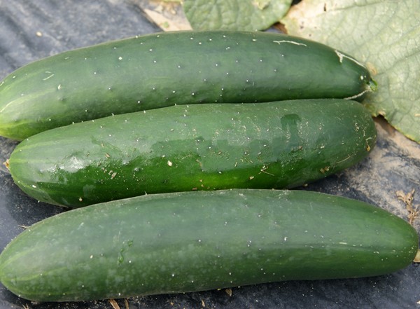 Adrian F1- Maxitüte