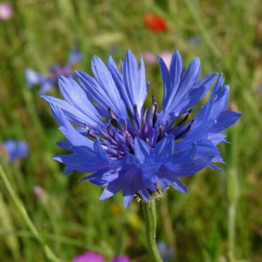 Alles Gute zum Vatertag! Kornblume Blauer Junge