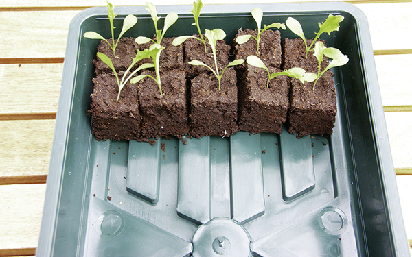 Anzuchtschale ohne Löcher