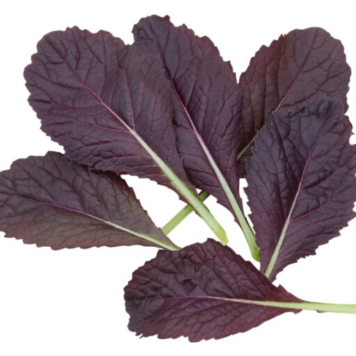 Asia Greens Blattsenf Bloody Mary