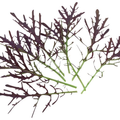 Asia Greens Blattsenfsamen Agano