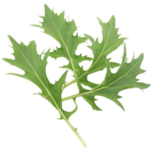 Asia Greens Mizuna Mandovisamen