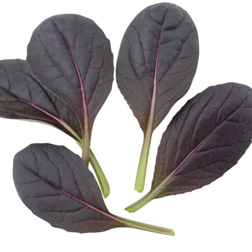 Asia Greens Pak Choi Arax