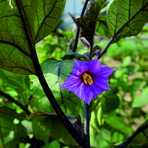 Aubergine Eierbaum