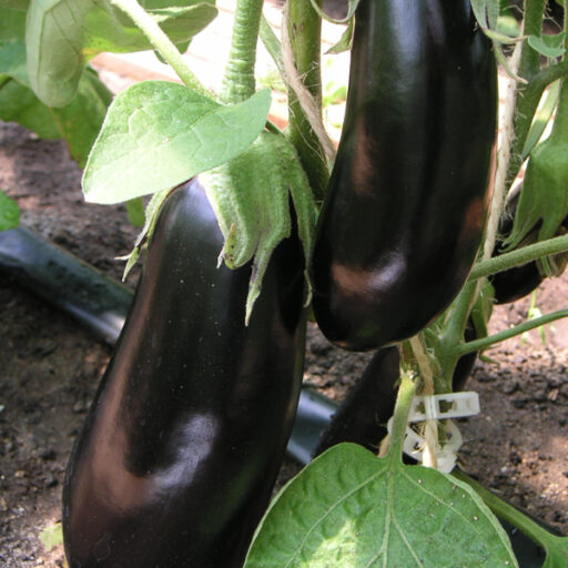 Aubergine Elisa F1