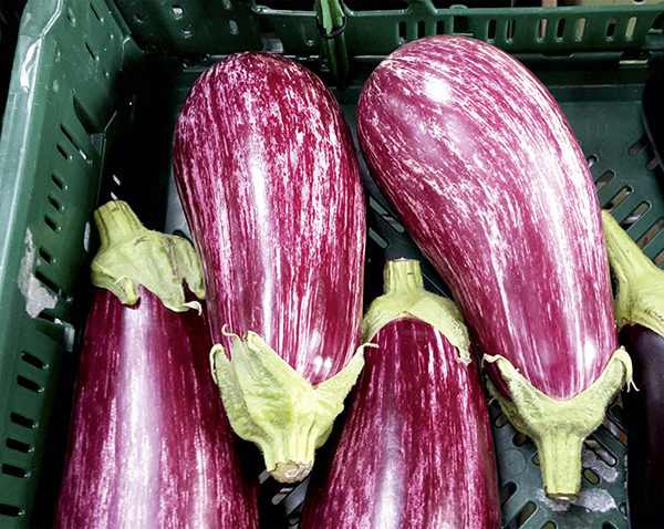 Aubergine Lucilla F1