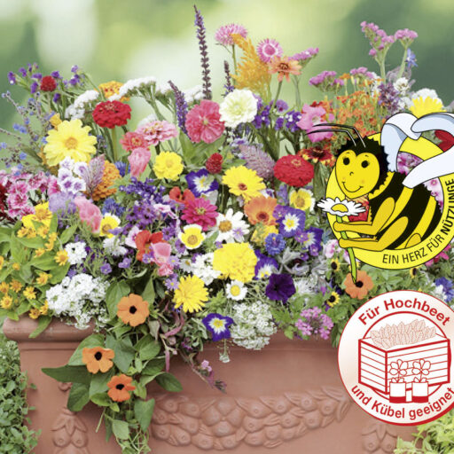 Balkonkasten Blumen, pflegeleichte Mischung