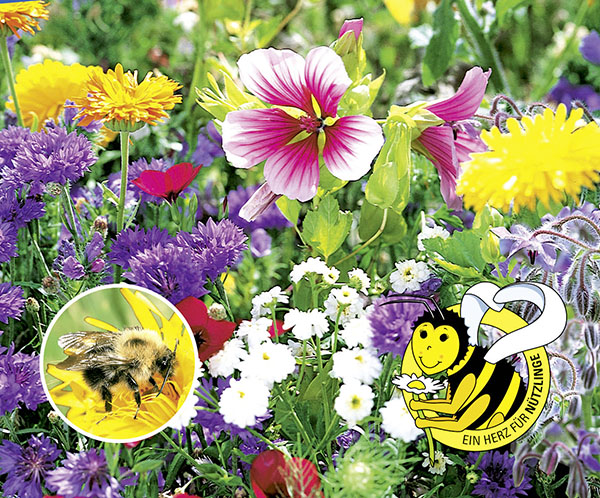 Bienenfutter Pflanzen, 1-jährige Mischung
