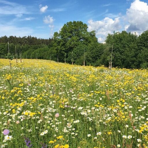 Blumenwiese 50 Blumen 50 Gräser RH