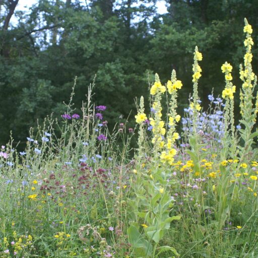 Blumenwiese Schmetterlings-/ Wildbienensaum (100 g)