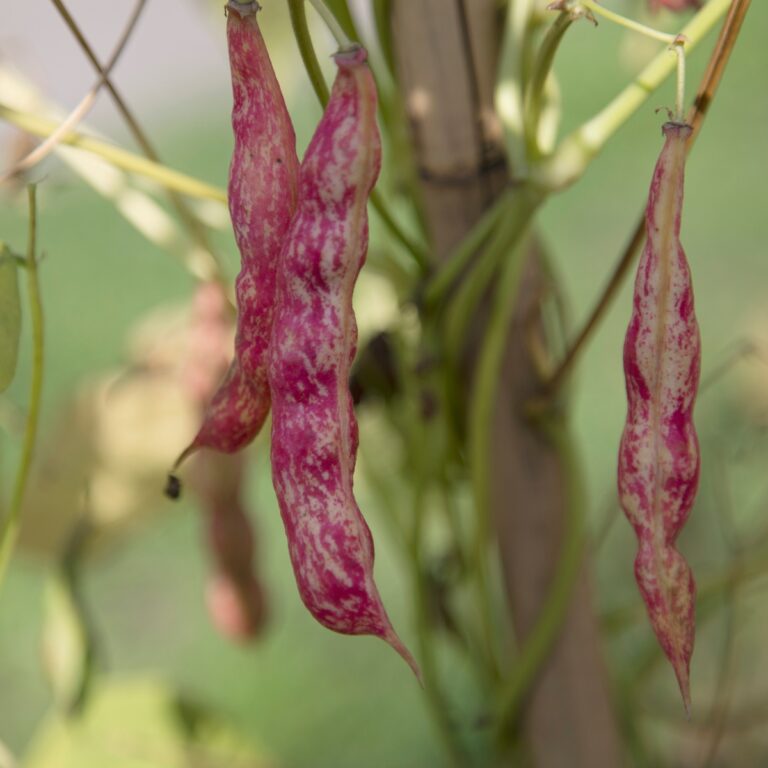 Buschbohne Borlotto Rosso Bio
