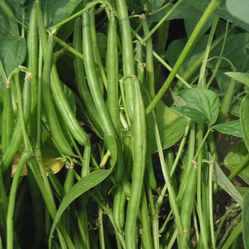 Buschbohne Maxi, grün-(Bio Saatgut)