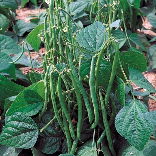 Buschbohnensamen Maxi