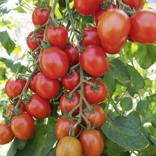 Cherry T. Monterrey F1 - Bio