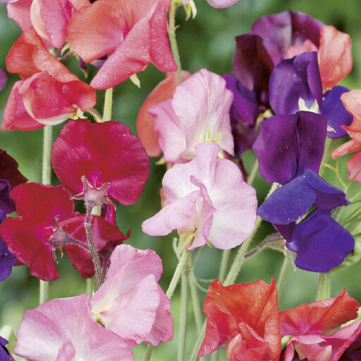 Duftende Edelwicken Royal Mischung