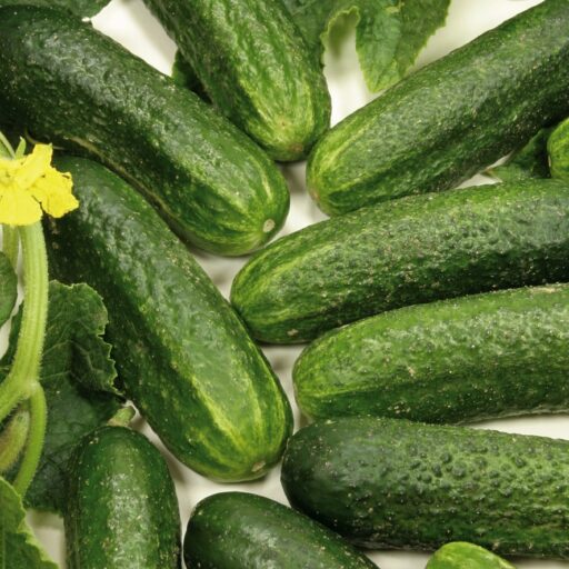 Einlegegurke Diamant F1