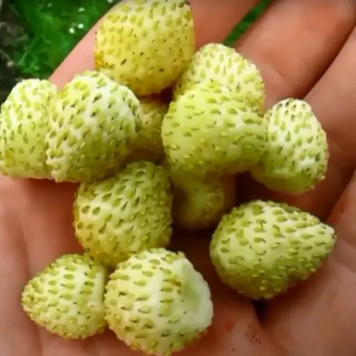 Erdbeeren weiss Yellow Cream