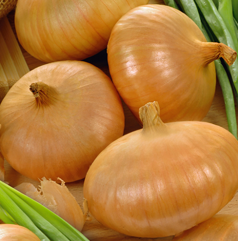 Es ist zum Heulen! Zwiebel Stuttgarter Riesen