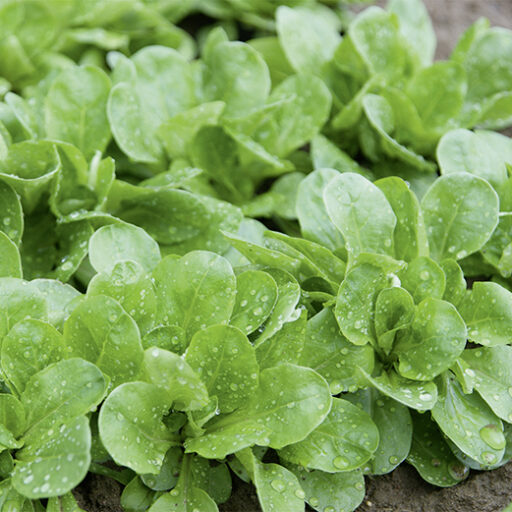 Feldsalat Amely (Maxitüte)