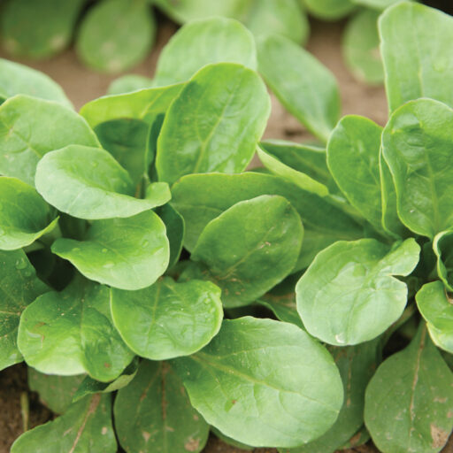 Feldsalat Vit (Biosaatgut)