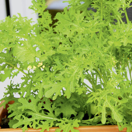 Frizzy Joe (Blattsenf)