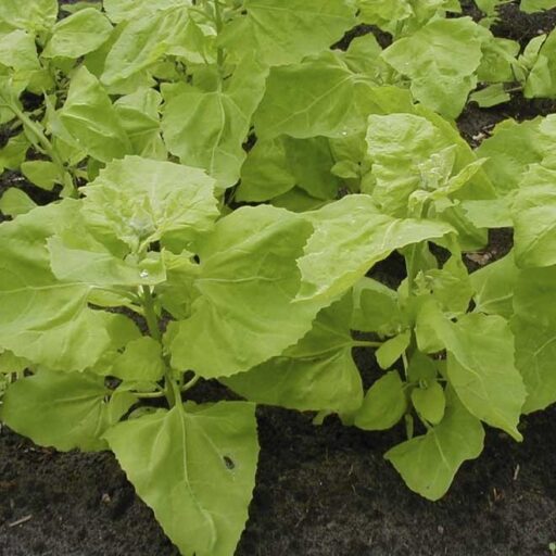 Gartenmeldesamen Gelbe (Lichtgrüne) Bio