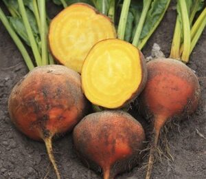 Gelbe Bete Burpees Golden