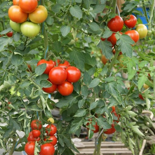 Gewächshausvlies (2,40m x 10m)