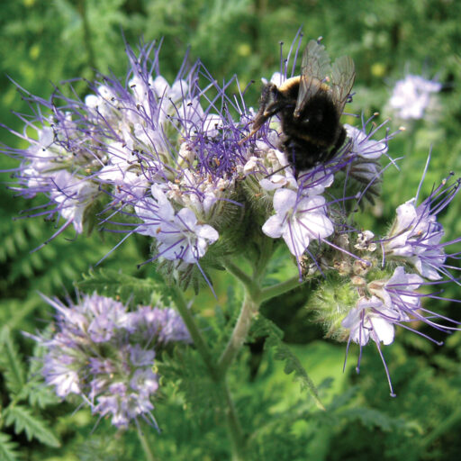 Gründünger Phacelia (18 g)