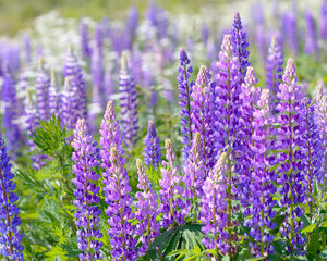 Gründüngung Düngelupinen Blau