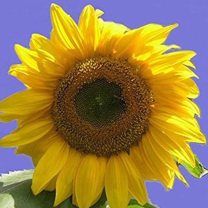 Happy Birthday! Sonnenblumensamen Giganteus