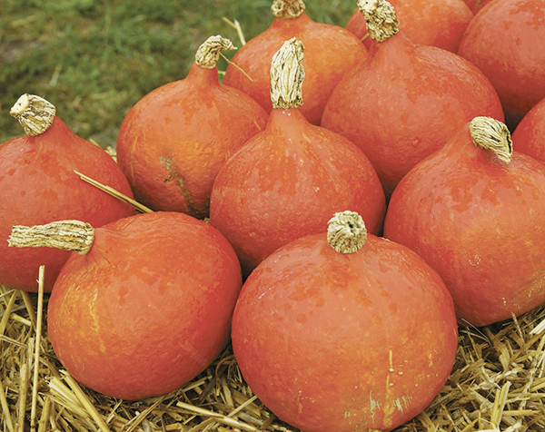Hokkaido Kürbis - Bio