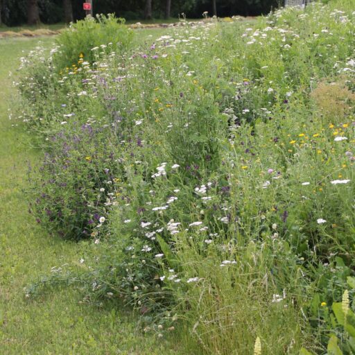 Hummel Bommel Blumenmischung Blühende Landschaft