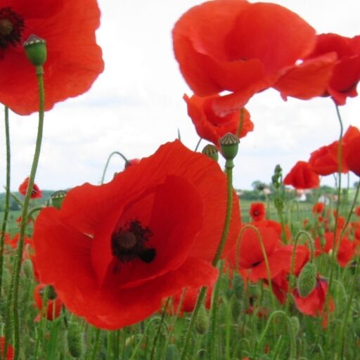 Hummel Bommel Klatschmohn