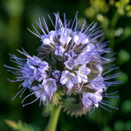 Hummel Bommel Phacelia
