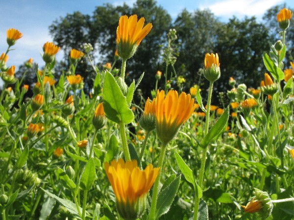 Hummel Bommel Ringelblume Mischung