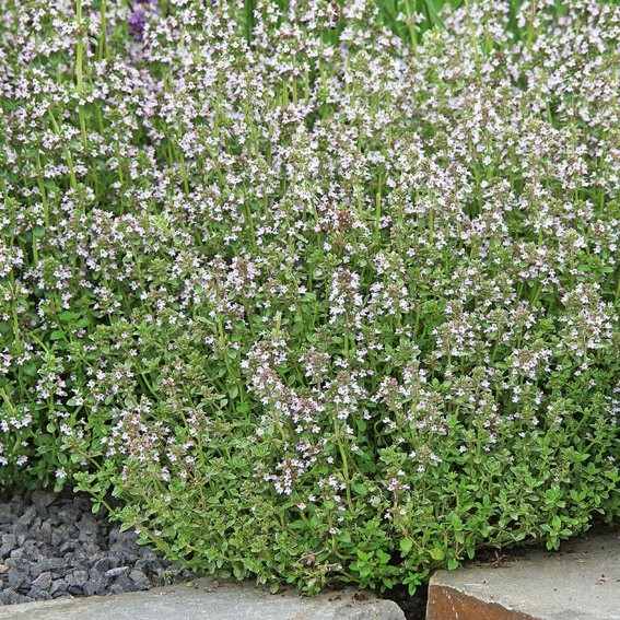 Hummel Bommel Thymian Deutscher Winter