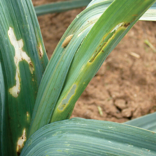 Insektenabwehrnetz (2,10m x 4,50) - Maschenw. 1,35 x 1,35mm