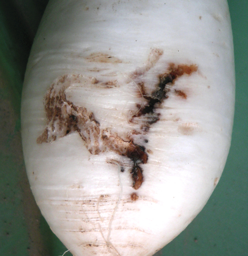 Insektenabwehrnetz (2,60m x 5m) - Maschenw. 1,35 x 1,35mm