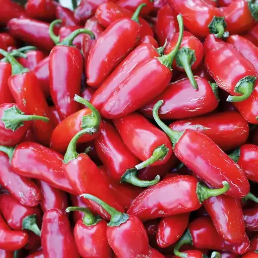 Jalapeno Ruben RS Bio