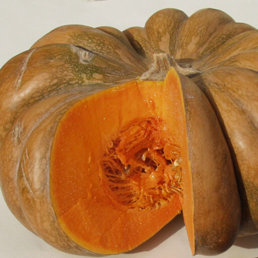 Kürbis Muscat de Provence