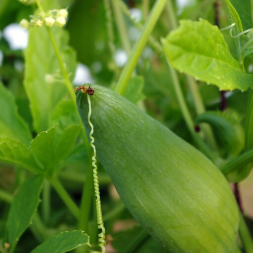 Kürbissamen Hörnchenkürbis Bio Demeter