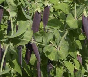 Kapuzinererbsensamen Blauwschokkers Bio