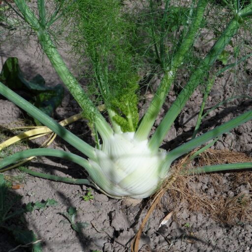 Knollenfenchel Finale