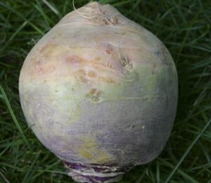 Kohlrübensamen Gelbe aus Friesland bio