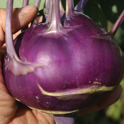 Kohlrabi Azur Star (Biosaatgut)