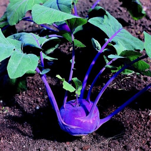 Kohlrabisamen Azurstar bio