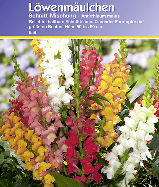 Löwenmäulchen Schnittmischung
