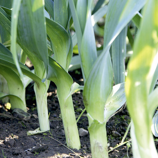 Lauch Herbst Riesen Hannibal - Bio