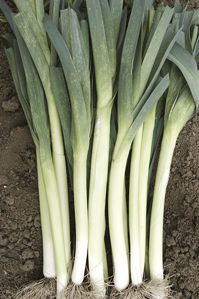 Lauch Herbstriesen Hannibal